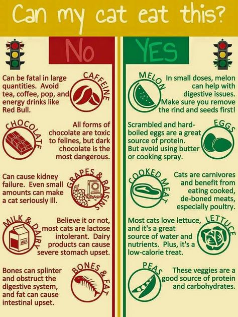 Can my cat eat this? #cat #cats #pet #pets #catlovers #cattips #tips #tipsaboutcat #cattitudes #catfood #foodforcat #catcare #howtofeedyourcat Cat Behavior Explained, Friend Tips, Kitten Tips, Fostering Kittens, Kitten Stuff, Cat Sayings, Cat Eat, Katt Grejer, Homemade Cat Food