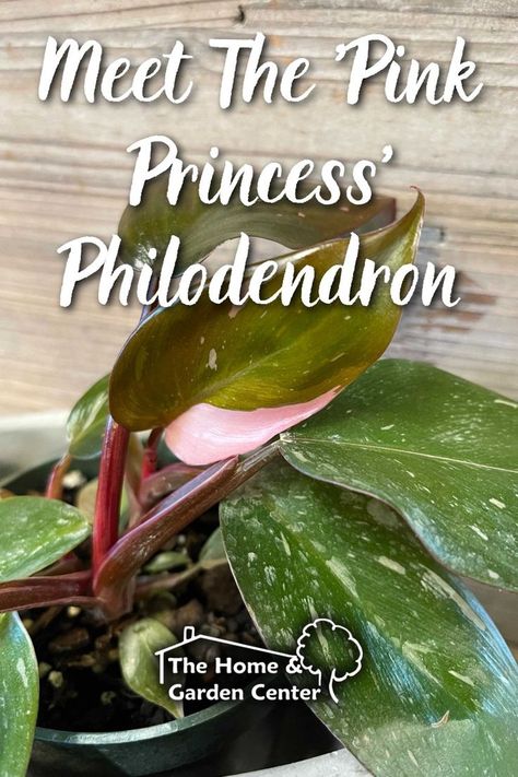 This pink-variegated beauty, also known as the Blushing Philodendron, is one of the several varieties of highly sought after houseplants among houseplant parents. It’s highly prized for its blush-pink variegation which appears when this plant is taken care of properly... Blushing Philodendron, Pink Princess, Garden Center, Cucumber, House Plants, Blush Pink, Home Garden, Home And Garden, Nursery