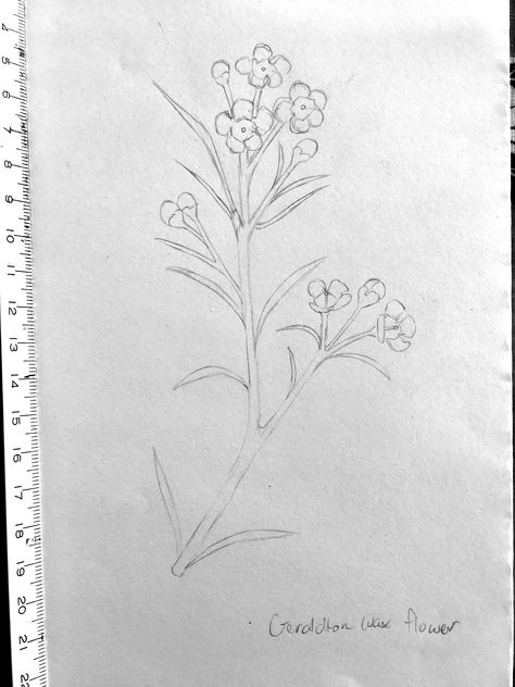 Geraldton Wax Flower Drawing, Wax Flower Drawing, Geraldton Wax Flower Tattoo, Wax Flower Tattoo, Geraldton Wax Flower, Wax Flower, Wax Flowers, Maple Leaf Tattoo, Flower Drawing