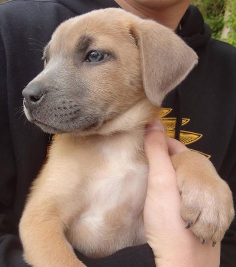 14 German Shepherd Mixes That Will Make You Say "I WANT ONE" German Shepherd Mix Labrador, German Shepherd Pitbull Mix Dogs, Shepherd Mix Puppies, Pitbull Mix Puppies, Puppy Obedience Training, Positive Dog Training, German Shepherd Mix, Easiest Dogs To Train, Pitbull Puppy