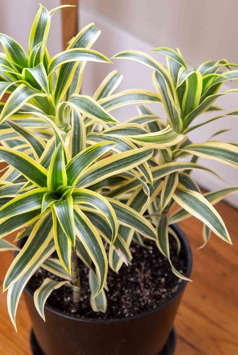 Song of India (Dracaena reflexa) is an attractive, easy-growing plant for beginner gardeners. Learn how to grow and care for yours in this easy guide. #easyhouseplants #houseplantcareguide #gardeningadvice #houseplanthacks #howtogrow #indoorflowers #plantparenttips #thespruce Song Of India Plant, Dracaena Reflexa, Easy House Plants, Broadleaf Evergreen, Small Balcony Garden, Perennial Shrubs, Indoor Flowers, Gardening Advice, House Plant Care