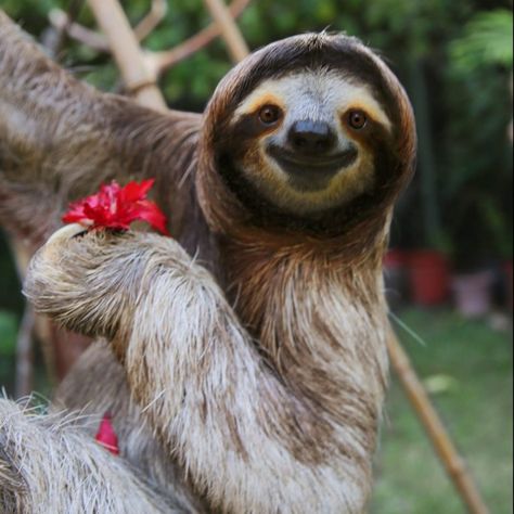 40 Adorable Sloth Pictures You Need in Your Life | Reader's Digest A Sloth, Sloth, Red, Animals