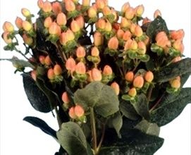 Funky Flair - Hypericum - Flowers and Fillers - Flowers by category | Sierra Flower Finder Inexpensive Wedding Flowers, Daisy Wedding Flowers, Wedding Flowers Sunflowers, Farm Flowers, Wedding Peach, Neutral Wedding Flowers, Peach Wedding Flowers, Orange Wedding Flowers, Individual Flowers