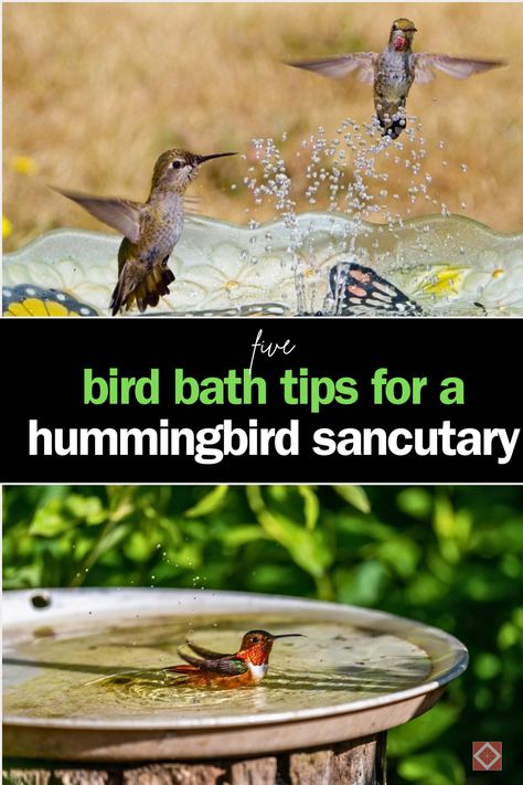 Want to make your garden irresistible to hummingbirds? Adding a bird bath is a great way to attract these fast-flying pollinators. Discover the best tips for creating a hummingbird-friendly habitat, from nectar consumption to territorial behavior. Save this pin for ideas on bird bath placement and how to complement your hummingbird feeders for a lively and colorful garden! Hummingbird Feeders Unique, Hummingbird Bath Diy, Where To Hang Hummingbird Feeder, Hummingbird Feeder Hanging Ideas, Hummingbird Water Fountain, Hummingbird Bath Fountain, Hummingbird Bath Fountain Diy, Bird Bath Garden Ideas, Diy Hummingbird Bath