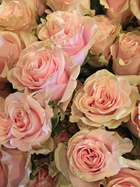 Pink Mondial Rose Colors, Rose Color, Roses, Interior Design, Flowers, Pink, Color, Design