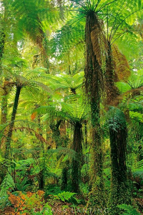 . Brazil Jungle, Frans Lanting, Tree Fern, Desain Editorial, Rain Forest, Nature Tree, Tree Forest, Tropical Garden, Beautiful Tree