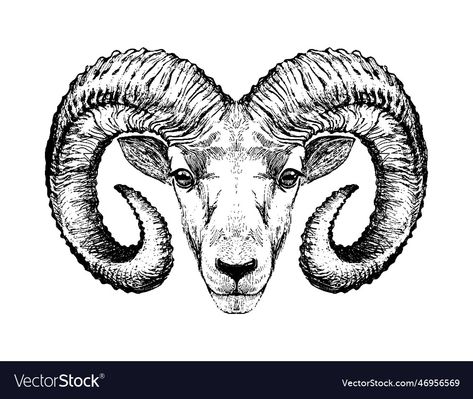 Ram Symbolism, Ram Head Drawing, Aries Zodiac Sign Symbol, Aries Horns, Aries Drawing, Tattoo Ram, Ram Illustration, Ram Drawing, Aries Design