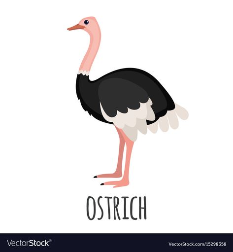 Cartoon Ostrich, Cute Ostrich, Animal Flashcards, Zoo Animal, Illustration Cartoon, Funny Birds, Small Canvas Art, Learn Art, Postcard Design