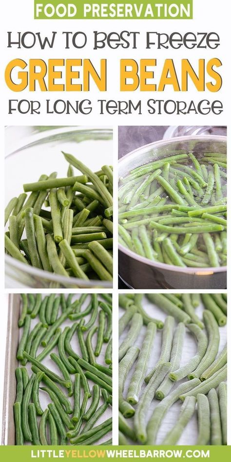 Garden Green Bean Recipes, Picked Green Beans, Preserving Green Beans, Freezing Food Guide, Fresh Green Bean Recipes, Freeze Beans, Seasoned Green Beans, Growing Green Beans, Preserving Vegetables