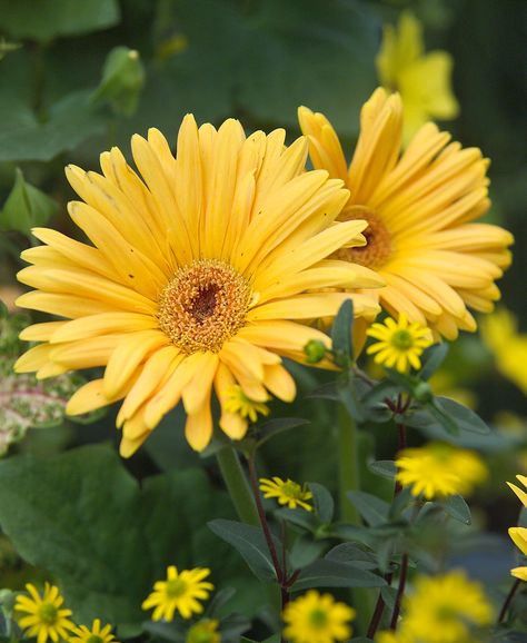 Types Of Yellow, Gerbera Jamesonii, Yellow Gerbera, Gerbera Flower, Sunflowers And Daisies, Planter Beds, Grow Gorgeous, Billy Buttons, Gerbera Daisies