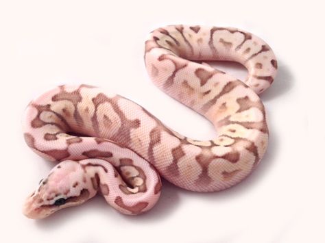 Pink queen bee ball python Pink Ball Python, Pastel Ball Python, Ball Python Pet, Python Morphs, Boa Constrictor, Ball Python Morphs, Ball Pythons, Bunny Pink, Cute Reptiles