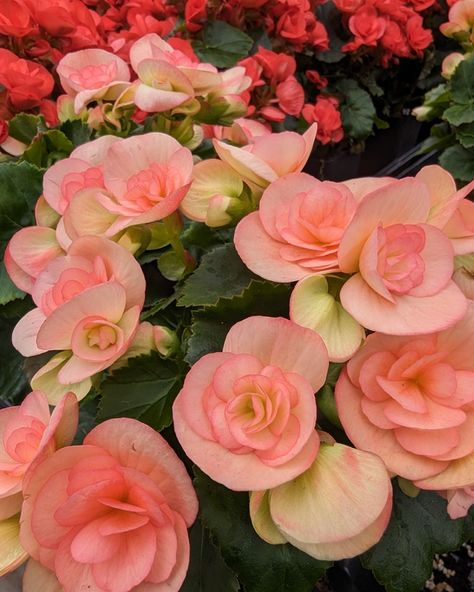 💐 A begonia rainbow! 🌈. Follow us if you love flowers or gardening 🌺 #begonialovers #begonia #begonias #flowerslovers #flowerstagram #gardenlove #gardenlove Begonia Flowers, Begonia Flower, Kitchen Window, Front Garden, Love Flowers, Art Project, If You Love, Pretty Flowers, Flowers Bouquet