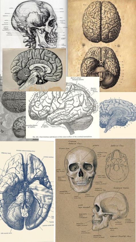 Brain Anatomy Drawing Aesthetic, Wallpaper For Nerds, Medical Anatomy Drawing, Neuroscience Major Aesthetic, Anatomy Astethic, Human Anatomy Wallpaper, Neuro Wallpaper, Human Anatomy Aesthetic, Neurology Wallpaper