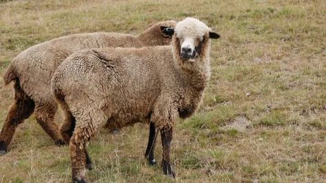 Top 15 Sheep Breeds for Wool - Dengarden Sheep Breeds, Agriculture Farming, Alpaca Fiber, Sheep Wool, Alpaca, Sheep, Wool, Animals