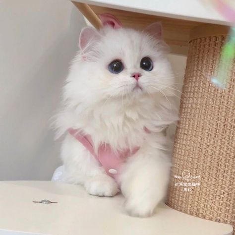 Munchkin Cat Scottish Fold, Munchkin Kitten, Munchkin Cat, Silly Cats Pictures, Cute Cats Photos, Cat Icon, Cute Animals Images, Cat Aesthetic