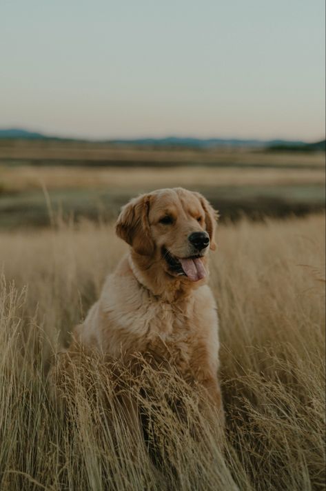 Family photoshoot of golden retriever photo by NICHOLE THOMPSON PHOTO #doglovers #goldenretriever Golden Retriever Photoshoot, Golden Retriever Photos, Golden Retriever Family, Dog Family Pictures, Golden Retriever Funny, Dog Family, Portrait Session, Dog Photography, Family Photoshoot