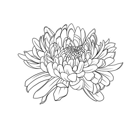 Japanese flower chrysanthemum  vector design Ai, PDF, SVG, jpg, EPS  tattoo, etching, woodcut style Chrysanthemum Tattoo Stencil, Chrysanthemum Drawing Simple, Chrisantem Tattoo, Japanese Chrysanthemum Tattoo Design, Japanese Chrysanthemum Tattoo, Chrysanthemum Tattoo Design, Chrysanthemum Flower Drawing, Chrysanthemum Illustration, Crisantemo Tattoo