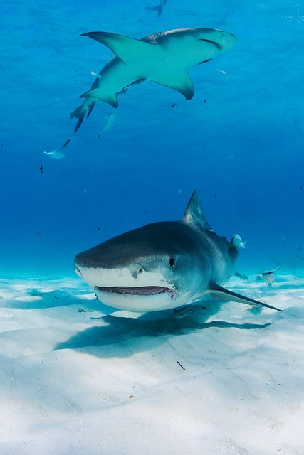 Deep Sea Sharks, Shark Pictures, Fauna Marina, Tiger Shark, Shark Fishing, Blue Planet, Beautiful Sea Creatures, Underwater Life, White Sharks