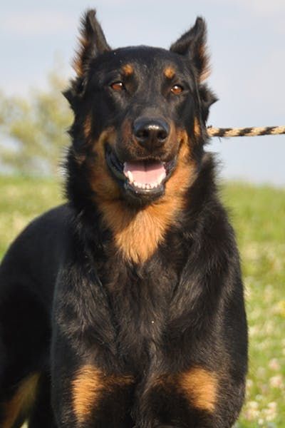 Beauceron #herding #beauceron #wagwalking Beauceron Puppy, French Shepherd, Beauceron Dog, Herding Dogs Breeds, Best Guard Dogs, All Breeds Of Dogs, Sheep Dog, Bluetick Coonhound, Norwich Terrier