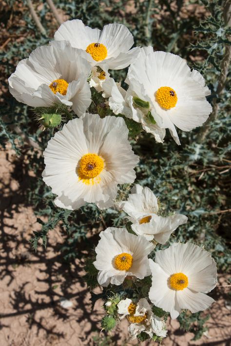 Prickly Poppy, Chicalote, Argemone munita (Papaveraceae) f… | Flickr Prickly Poppy Flower, Prickly Poppy Tattoo, White Prickly Poppy, Matilija Poppies, Prickly Poppy, Entry Garden, Poppy Flower Art, Plant Parenthood, Piercing Inspiration