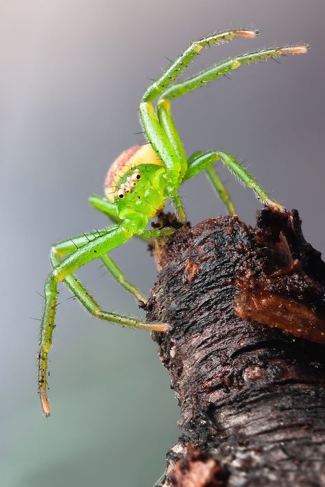 Green Crab Spider | Flickr - Photo Sharing! Green Crab, Spider Crab, Spiders And Snakes, Crab Spider, Green Spider, Cool Bugs, A Bug's Life, Beautiful Bugs, Creepy Crawlies