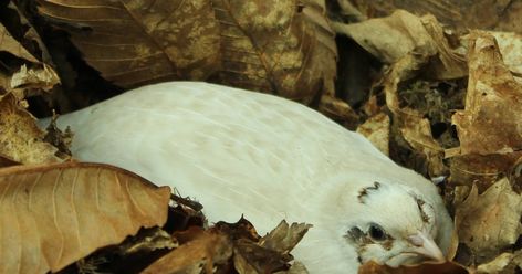 Create Safe Quail Habitat Nesting Breeding Pair Bonding Quail Enrichment, Natural Quail Habitat, Quail Aviary Ideas, Jumbo Quail, Pair Bonding, Quail Habitat, Button Quail, Quail Coop, Raising Quail