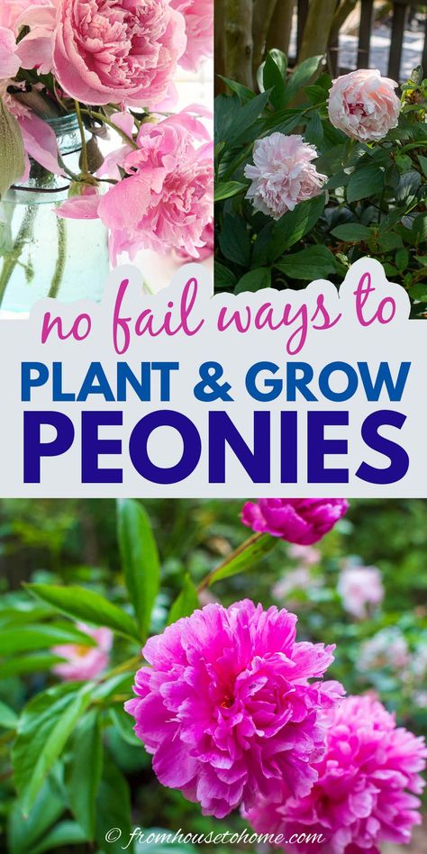 How To Grow Peonies, Grow Peonies, Peony Care, Rosen Beet, Peony Leaves, Peony Bush, Planting Peonies, Growing Peonies, Garden Flower Beds