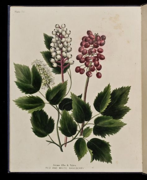 Red and White Baneberry, 1853, from Wild Flowers of Nova Scotia by Maria Morris Miller Botanical Sleeve, Dangerous Plants, Nature Mural, Floral Wedding Bouquets, Botanical Science, Plants And Mushrooms, Academic Style, Fox Skull, Story Planning