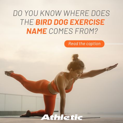 The term "bird dog" is used to describe a hunting dog that is trained to retrieve or hunt birds. The term comes from the way that hunting dogs, such as spaniels, pointers, and retrievers, hold their legs when they smell prey. They raise one front leg and the opposite back leg, pointing in the direction of the scent, position similar to the exercise.

#BirdDog #Pilates #Stretch #WarmUp #Exercise #Workout #Athletic Bird Dog Exercise, Bird Dog, Hunting Dog, Bird Dogs, Hunting Dogs, Pilates, Did You Know, Hunting, Hold On