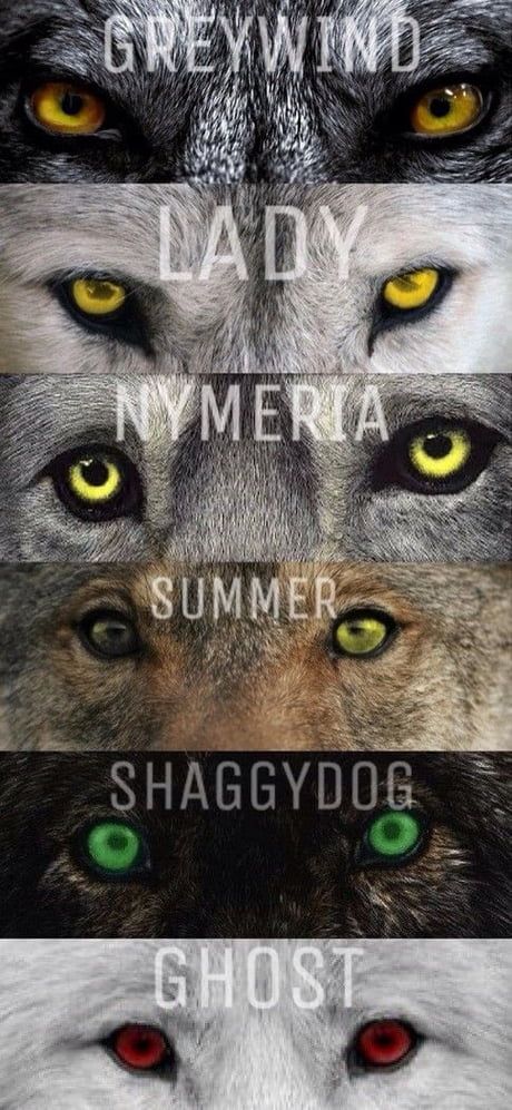 It's true - 9GAG Game Of Thrones Wallpapers, Game Of Thrones Wolves, Dessin Game Of Thrones, Game Of Thrones Tattoo, Game Of Thrones Poster, Got Game Of Thrones, Game Of Thrones Quotes, The North Remembers, Game Of Thrones Funny