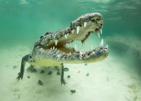 Underwater Photography Contest Entry by chris knight | Fstoppers Crocodile Facts, Crocodile Pictures, Pesca In Mare, Animals Tattoo, Tattoo Nature, Saltwater Crocodile, Quintana Roo Mexico, Animated Animals, Low Angle