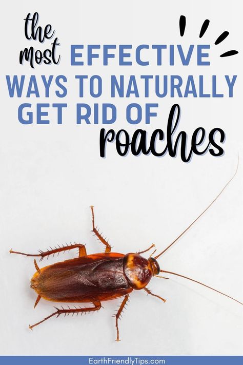 Picture of cockroach on white background with text overlay The Most Effective Ways to Naturally Get Rid of Roaches Get Rid Of Cockroaches, Roach Infestation, Kill Roaches, Bug Spray Recipe, Natural Repellent, Natural Parenting, Bug Repellent, Family Pets, Diatomaceous Earth