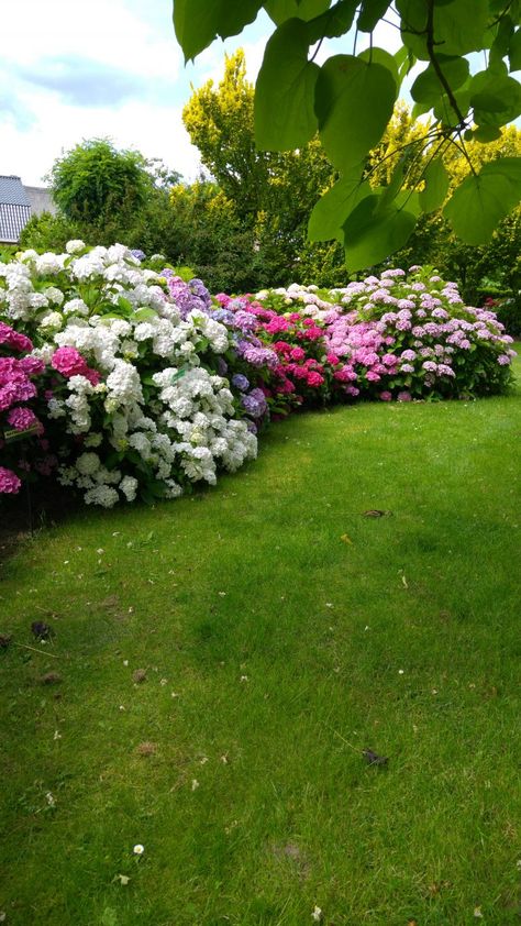 Hortensia Border, Hortensia Garden, Large Backyard Landscaping, Large Backyard, Plant Combinations, Small Garden Design, Small Garden, Green Thumb, Garden Inspiration