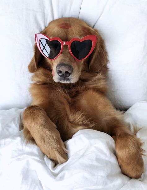 valentine’s day is next week- who else’s dog is their valentine? 🥰 / @danielleebrownn Dog With Heart Glasses, Lashes Ideas, Dogs Heart, Preppy Pfp, Preppy Dog, Cutee Animals, Dog With Glasses, Puppy Biting, Valentines Day Dog