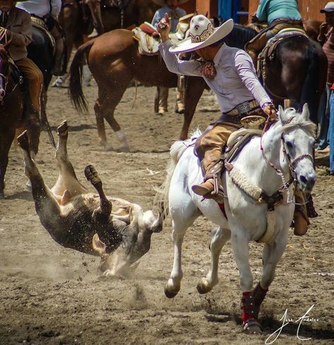 Mexican Cowboys, Horse Reference, Mexican Culture Art, Mexican Culture, Culture Art, Rodeo, Art History, Cowboy, Horses