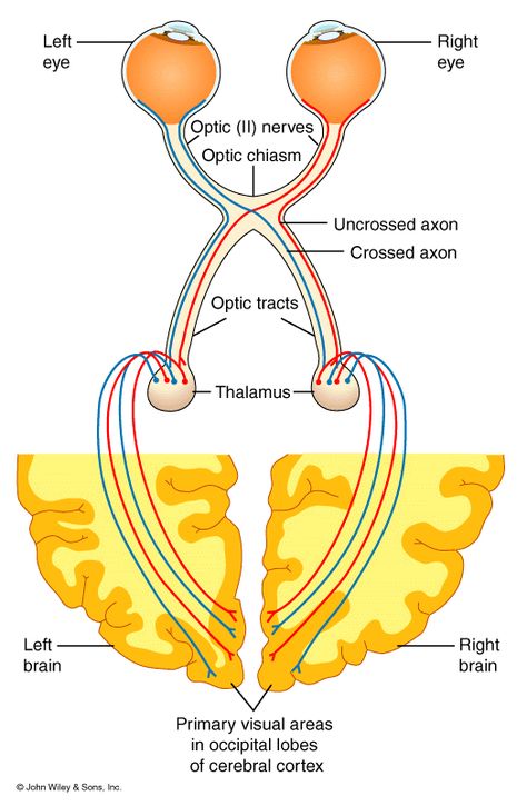 CRANIAL NERVES ------- Optic nerve (CN 2), sensory only. Receptors in the retina (rods & cones) synapse with bipolar cells, which synapse with ganglion cells. Ganglion cells form optic nerve. Crossover at optic chiasm. Tags: skull, brain, eye, anatomy, dissection, human, body, health, nature, science, biology Optic Nerve Anatomy, The Eye Anatomy, Visual Pathway, Cranial Nerves Anatomy, Eyes Anatomy, Anatomy Of The Brain, Anatomy Head, Nerve Anatomy, Cell Forms