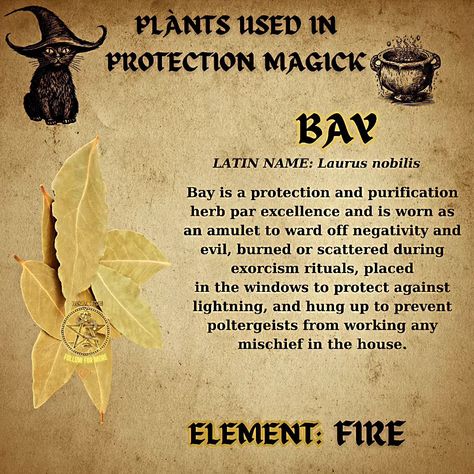 Bay leaves: Your magical shield! ️ Bay leaves are a powerful tool in protection magic. They can be used to ward off negativity, banish evil spirits, and create a safe space. In the video, you can see the following: Bay leaves as an amulet: Wear a bay leaf amulet to protect yourself from psychic attacks and negativity. Burning bay leaves: Burn bay leaves to cleanse your home of negative energy. Scattering bay leaves: Scatter bay leaves around your property to create a protective barrier. ... Herbs To Ward Off Evil, Bay Leaf Magic, Bay Leaves Uses, Magical Shield, Banish Evil Spirits, Burn Bay Leaves, Pictures Of Leaves, Spell Ingredients, Burning Bay Leaves