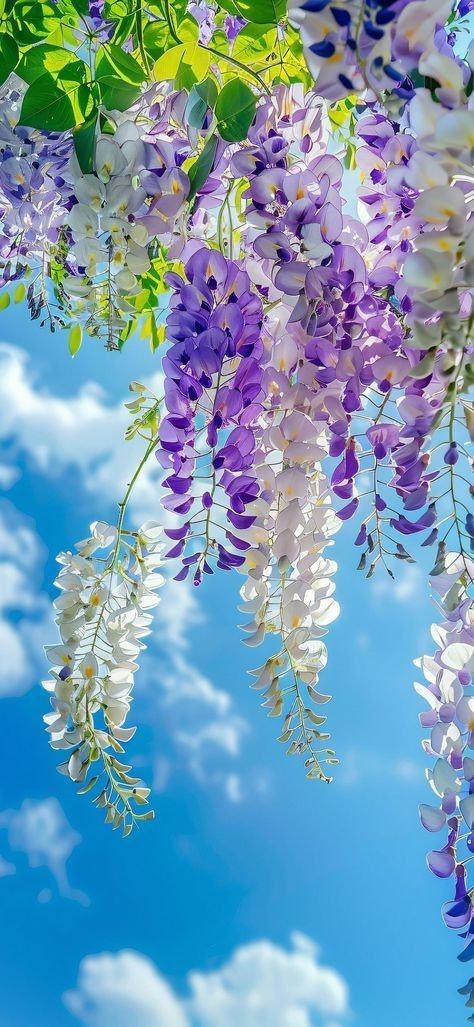 Flower Hd Wallpaper Backgrounds, Hd Flower Wallpaper Photography, Wisteria Flower Wallpaper, Flower Hd Wallpaper, Wisteria Flower, Plant Types, Wisteria Tree, Flowers Photography Wallpaper, Pretty Phone Wallpaper