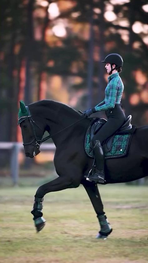 The perfect elegance of Holiday Plaid 🌲✨

#dressage #horse #horsesofinstagram #dressagehorse #dressagerider Dressage Videos, Horse Competition, Fjord Horse, Equestrian Apparel, Beautiful Horses Photography, Shire Horse, Horse Inspiration, Horse Videos, Holiday Plaid