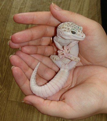 How Do You Handle a Leopard Gecko? - Care Guides For Pet Lizards Lizard Cute, Leopard Gecko Cute, Pet Gecko, Cute Lizards, Cute Gecko, Pet Lizards, Cute Lizard, Tiny Dragon, Leopard Geckos