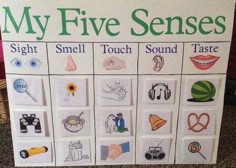 My Five Senses Board for Kindergarten! Classifying objects into the categories! Five Senses Board, Board For Kindergarten, Butterfly Life Cycle Craft, Life Cycle Craft, My Five Senses, Our Senses, Butterfly Life Cycle, Five Senses, Board Decoration