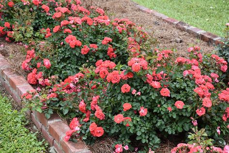 Click to view a full-size photo of Coral Drift® Shrub Rose (Rosa 'Meidrifora') at Gertens Coral Drift Rose Landscape, Coral Drift Rose, Coral Knockout Roses, Drift Roses Landscape Ideas, Outdoor Shrubs, Drift Roses, Garden Mum, Knockout Roses, Backyard Dreams