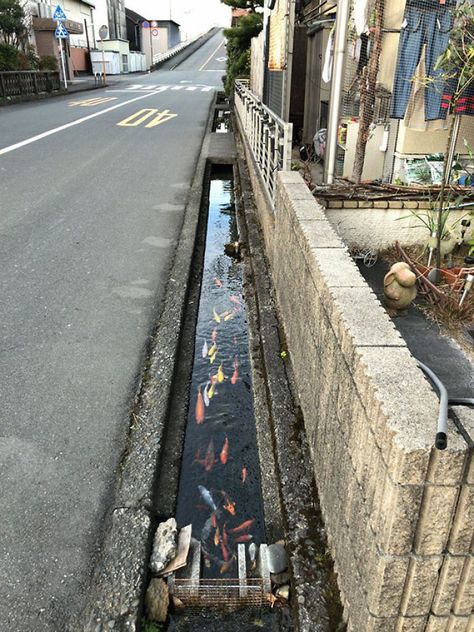 Kolam Koi, Taman Air, Bizarre Photos, Drainage Channel, Koi Fish Pond, Fish Ponds, Narita, Japan Photo, Fish Pond