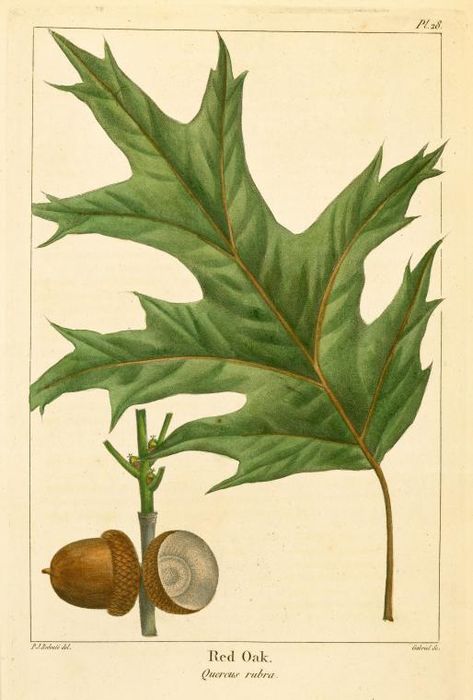 Red Oak (Quercus rubra). From New York Public Library Digital Collections. Tree Leaf Identification, Red Oak Leaf, Leaf Identification, Nature Art Prints, Illustration Botanique, Botanical Print Set, Vintage Botanical Prints, Antique Illustration, Vintage Tree