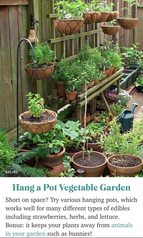 Lots Of Plants, Vertical Vegetable Garden, Small Vegetable Gardens, Gardening Trends, Landscape Designs, Container Gardening Vegetables, Garden Layout, Veggie Garden, Small Gardens