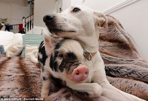 Go on, give us a Cuddle: Daisy the Dog nuzzles up on the couch to Micro Pig Nimrod Micro Pigs, Teacup Pigs, Unlikely Friends, Mini Pigs, Animals Friendship, Pet Pigs, Baby Pigs, Cute Pigs, Whippet