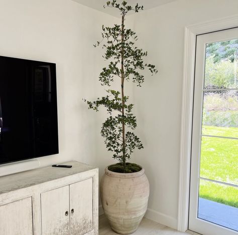 Eucalyptus Tree In Pot, Indoor Tree Pot, Shady Lady Tree Indoor, House Trees Indoor, Indoor Potted Trees, Shady Lady Tree, Planters Ideas, Plant Wishlist, Indoor Tree