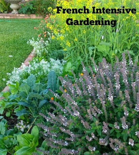 urban farm, intensive gardening, successive planting + French + intensive + gardening + biointensive + gardening Intensive Gardening, Biointensive Gardening, Gardening Layout, Mulch Landscaping, Landscape Gardening, Vegetable Garden Tips, Flower Gardening, Landscape Plans, Gardening Gloves