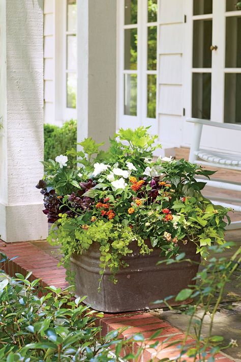 Heat-Tolerant Container Garden for Sweltering Summers: Coleus, Lantana, and Impatiens Container Impatiens Container, Door Planters, Shade Planting, Container Gardening Ideas, Yard Makeover, Josephs Coat, Porch Plants, Flower Containers, Covered Porches