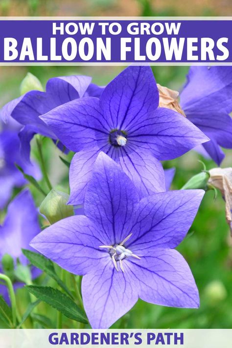 Platycodon Balloon Flowers, Balloon Flowers Plant, Purple Perennial Flowers, Balloon Plant, Triangle Planter, Flower Garden Design Ideas, Garden Ideas Flower, Flower Gardening Ideas, Flower Garden Ideas